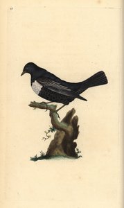Ring Ouzel, Turdus torquatus. Handcoloured copperplate from Natural History of British Birds, London