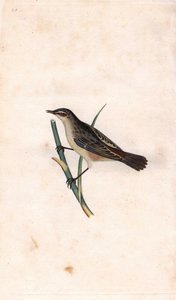 Rod Phragmite. Copper engraving by Edward Donovan from 