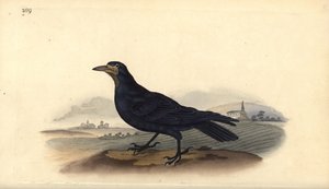 Rook, Corvus frugilegus