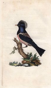 Rosy starling. Sturnus roseus (Turdus roseus). Copper engraving by Edward Donovan, published in Histoire naturelle des oiseaux britanniques, London by Edward Donovan