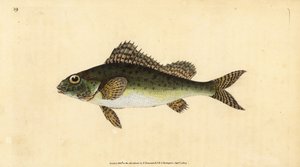 Ruffe, Gymnocephalus cernua by Edward Donovan