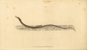 Sargassum Pipefish or Pelagic Pipefish. Handcoloured Copperplate Drawn and Engraved by Edward Donovan from His Natural History of British Fishes by Edward Donovan