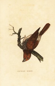 Scaly-breasted Munia by Edward Donovan