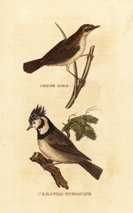Sedge warbler and European crested tit by Edward Donovan