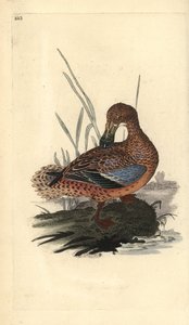 Shoveler Duck (Female), Anas clypeata by Edward Donovan