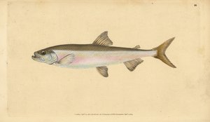 Smelt, Osmerus eperlanus (Salmo eperlanus). Handcoloured Copperplate Drawn and Engraved by Edward Donovan from His Natural History of British Fishes, Donovan and F.C. and J. Rivington, London by Edward Donovan