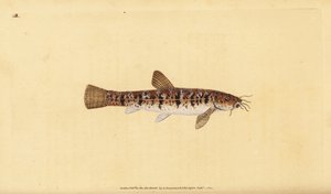 Stone Loach, Barbatula barbatula. Handcoloured copperplate from Natural History of British Fishes, London by Edward Donovan