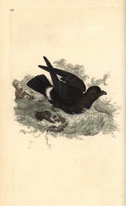 Storm Petrel, Hydrobates pelagicus. Handcoloured copperplate drawn and engraved by Edward Donovan from his Natural History of British Birds, London