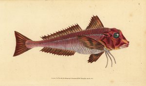 Streaked Gurnard, Trigloporus lastoviza (Trigla lineata). Handcoloured Copperplate Drawn and Engraved by Edward Donovan from His Natural History of British Fishes, Donovan and F.C. and J. Rivington, London by Edward Donovan