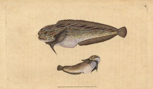 Striped Seasnail, Liparis liparis liparis by Edward Donovan