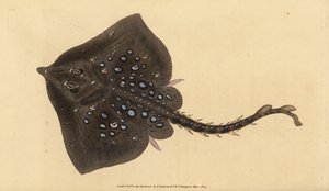 Thornback Skate, Raja clavata. Near Threatened. Handcoloured Copperplate Drawn and Engraved by Edward Donovan from His Natural History of British Fishes, Donovan and F.C. and J. Rivington, London by Edward Donovan