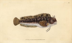 Tompot Blenny, Handcoloured Copperplate by Edward Donovan from 