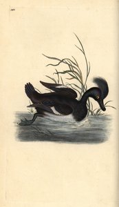 Tufted Duck, Aythya fuligula