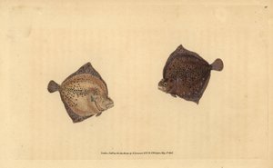 Turbot. Handcoloured copperplate by Edward Donovan from 
