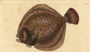 Turbot, Scophthalmus maximus. Handcoloured copperplate from Natural History of British Fishes, Donovan and F.C. and J. Rivington, London by Edward Donovan