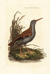 Water Rail
