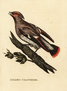 Bohemian Waxwing