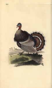 Wild Turkey, Meleagris gallopavo by Edward Donovan