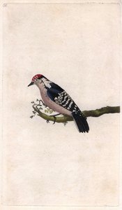 Woodpecker, Dendrocopos minor by Edward Donovan