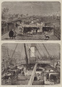 Cattle for the Christmas Market by Edward Hull