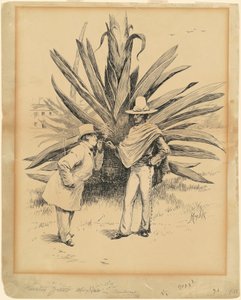 Cactus from Mexico by Edward Kemble