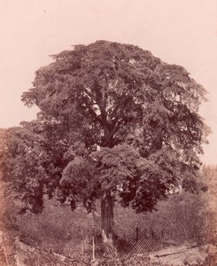 Study of Tree by Edward King Tenison