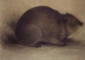 A Rock Hyrax
