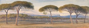 A View of the Pine Woods Above Cannes