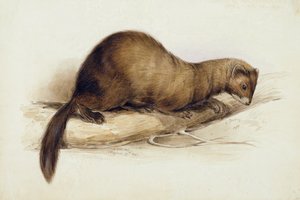 A Weasel