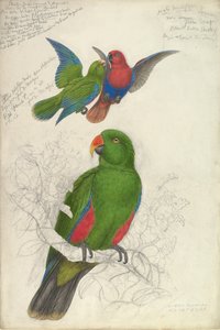 Eclectus Roratus Polychloros by Edward Lear