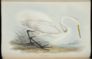 Great Egret, from 