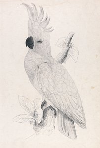 Lesser Sulphur-crested Cockatoo (Plate 4) by Edward Lear
