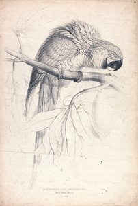 Blue and Yellow Macaw (Plate 8) by Edward Lear