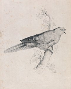 Pacific Parrakeet (Plate 26) by Edward Lear