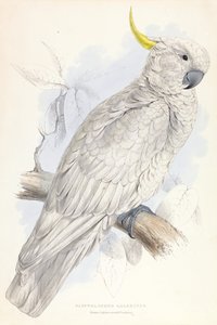 Greater Sulphur-crested Cockatoo by Edward Lear