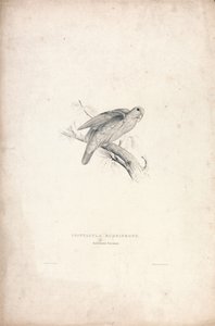 Red-fronted Parrakeet (Plate 41)