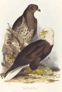 White Headed Eagle Haliaetus leucocephalus