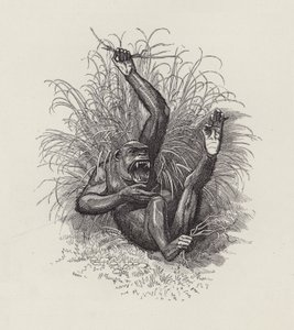 Illustration for The Water-Babies by Charles Kingsley