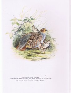 Partridge and chicks, Nature in Britain published by Collins by Edward Neale