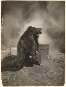 Let the Tricky Black Bear Do His Dance