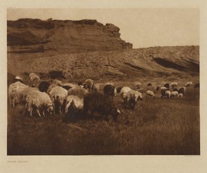 [Navajo Flocks]