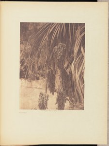 Palm Fruit by Edward S. Curtis