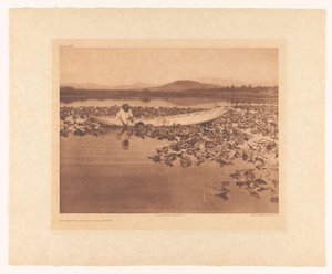 Gathering Wokas - Klamath by Edward Sheriff Curtis