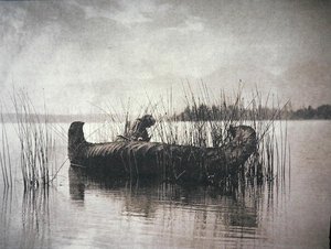 The Rush Gatherer, Montana