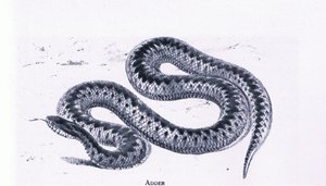 Adder, Nature in Britain