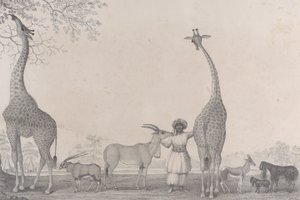 The Majestic and Graceful Giraffes, or Cameleopards, with Some Rare Animals of the Gazelle
