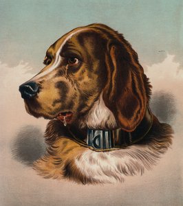 The Blood Hound