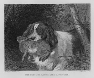 The Old Dog Looks Like a Picture