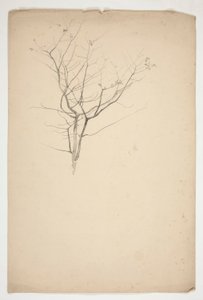 Sketch of Budding Tree Branches