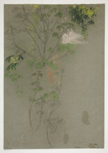 Sketch of Leafing Tree Branches by Edwin Austin Abbey